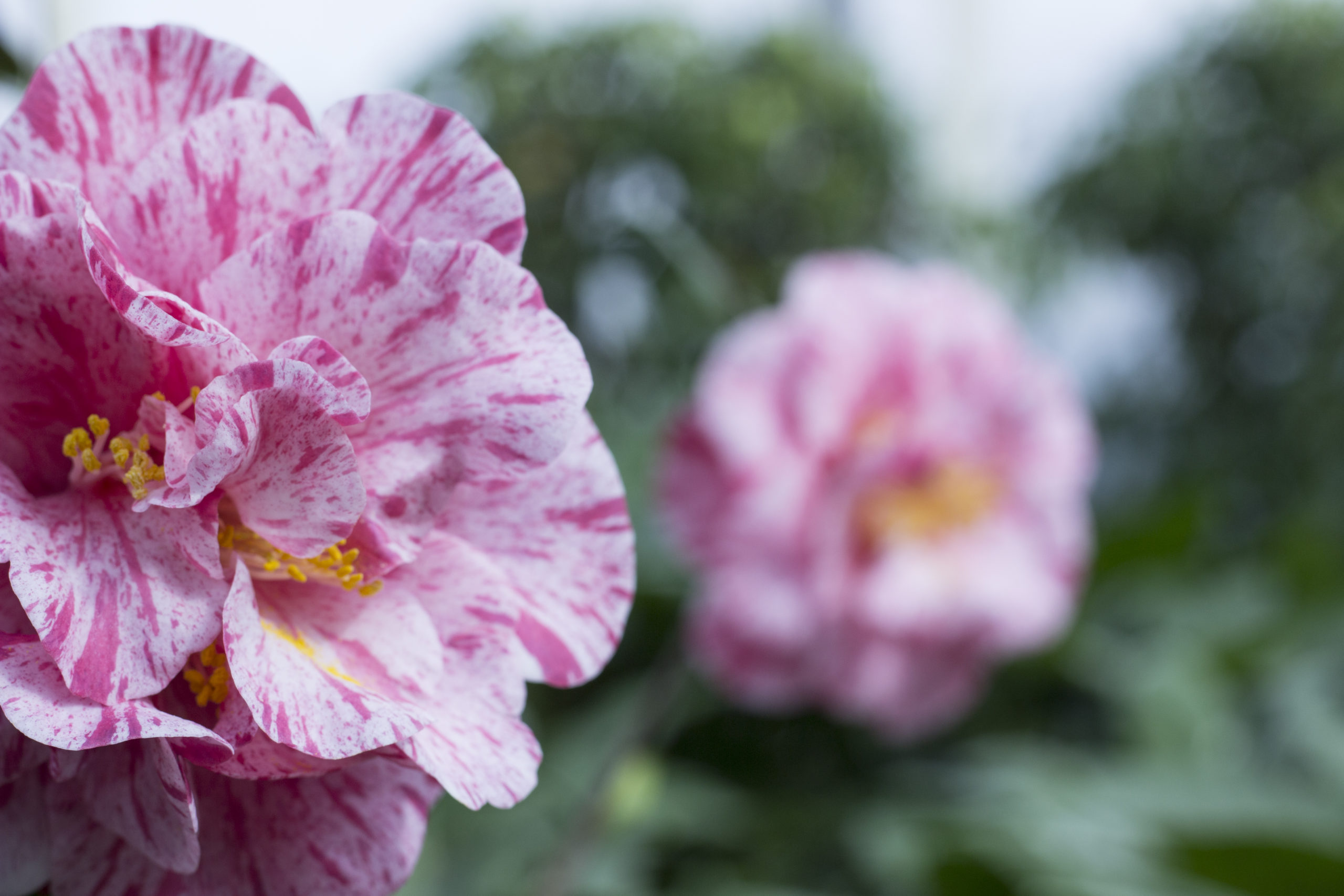 Il Fiore Perfetto è Una Cosa Rara