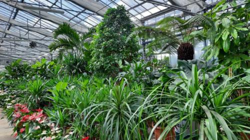 piante verdi da interno